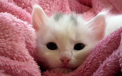 Kitten Information